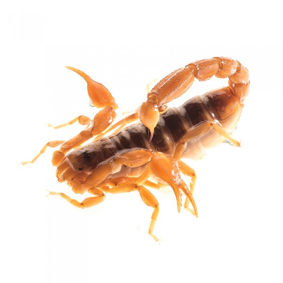 Northern Scorpion