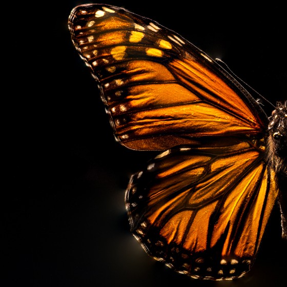 Monarch Butterfly