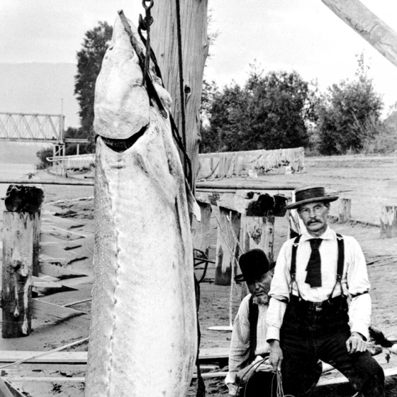 Giant Sturgeon photograph