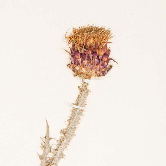 Scotch Thistle