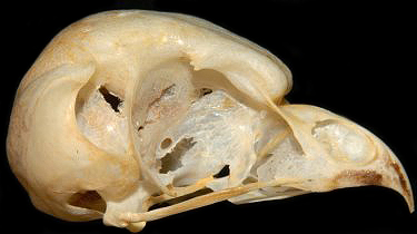 Boreal Owl Skull