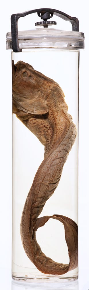 British Museum Natural History Ichthyology British Museum Natural History Ichthyology