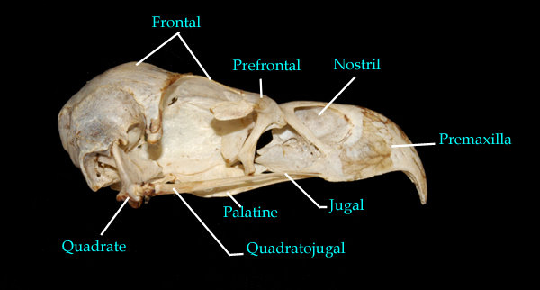 skull side