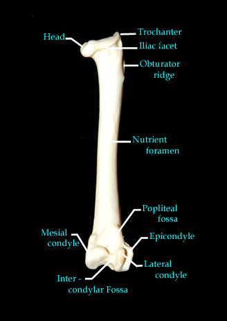 femur back