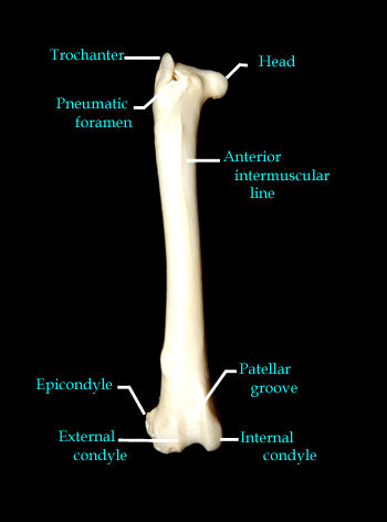 femur front