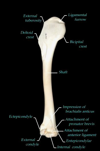 humerus back