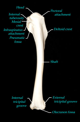humerus front