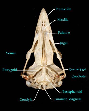 skull bottom