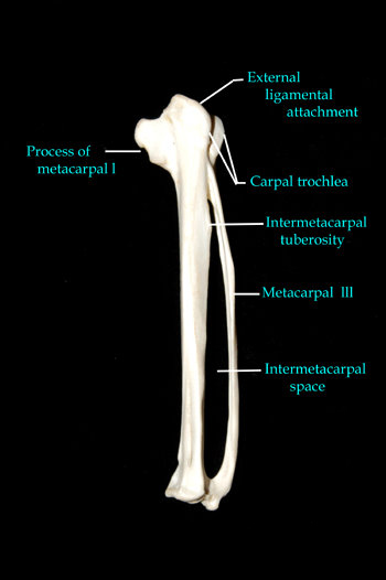 carpometacarpus