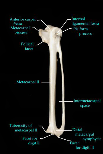 carpometacarpus