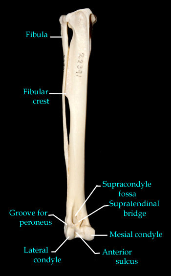 tibia