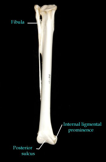 tibia