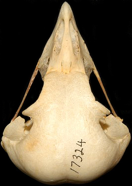 Barred Owl Skull