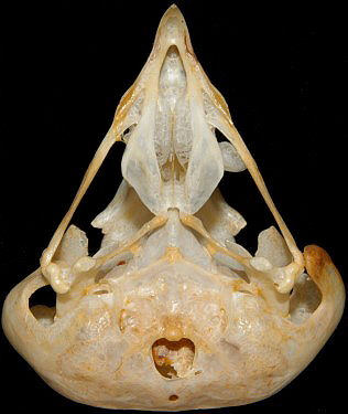 Boreal Owl Skull