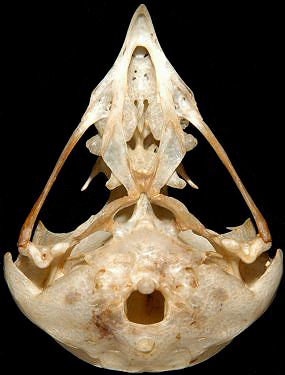 Burrowing Owl Skull