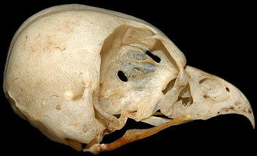 Burrowing Owl Skull