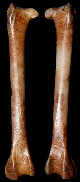 Flammulated Owl - Femur