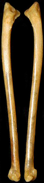 Flammulated Owl - Ulna