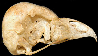 Great Gray Owl Skull