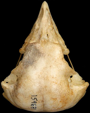 Great Gray Owl Skull