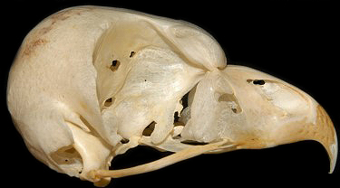 Great Horned Owl Skull