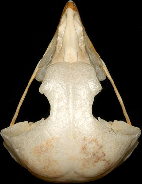 Great Horned Owl Skull