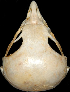 Northern Hawk Owl Skull