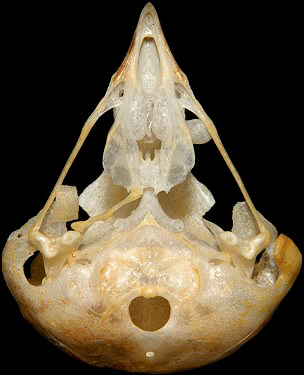 Northern Saw-whet Owl Skull