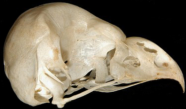 Short-eared owl Skull