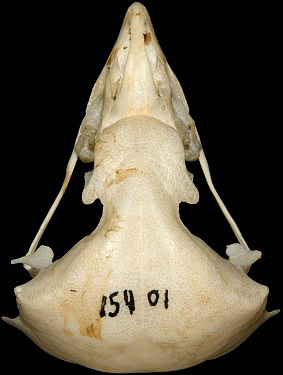 Short-eared owl Skull