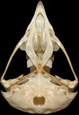 Snowy Owl Skull