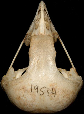 Western Screech-Owl Skull