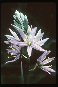 Camas en fleur. Une riche source de sucre, le bulbe comestible du camas poussait abondamment dans les environs du  parc Thunderbird.