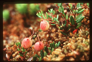 Les canneberges se trouvaient parmi les plantes poussant autour d’un petit lac qui recouvrait autrefois les terres basses du voisinage de Fairfield à Victoria.
