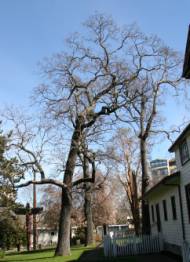 The tall Garry Oaks beside Helmcken House remind  us of the grasslands that once flourished here