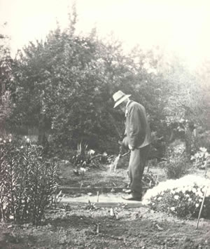 Dr Helmcken in his Garden about 1916