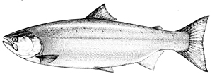 Coho Salmon