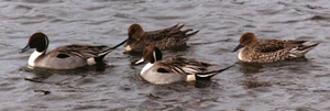 Pintail ducks