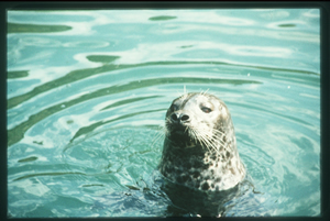 Seals were hunted in the adjacent Victoria harbour