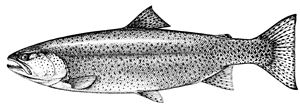 Cutthroat Trout