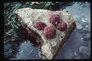Sea urchins were a common food of the Lukwungen people