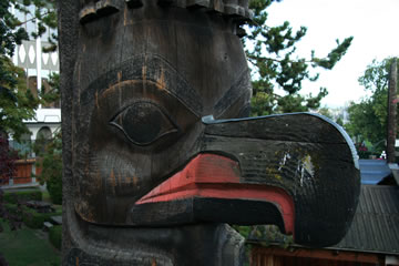 Close up of Mountain Eagle