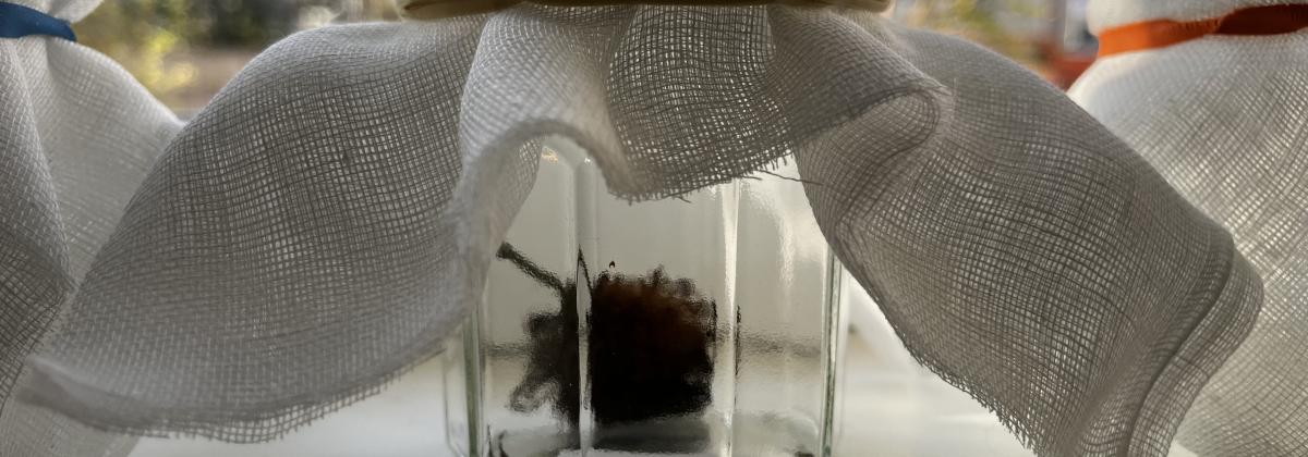 Gall in jar