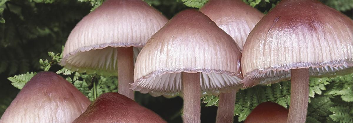 Cover of RBCM Mushrooms of BC Handbook