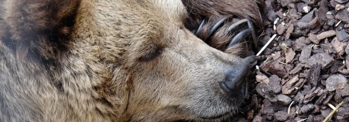 Close up of the face of a grizzly bear with its eyes closed. 