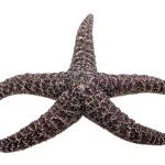 Purple Sea Star