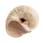 Moon snail