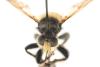 a pinned insect, museum specimen