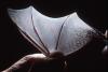 close up of the wing of a bat